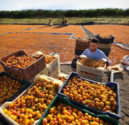 Sultan Agro Impeks