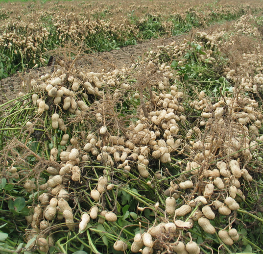 Sultan Agro Impeks