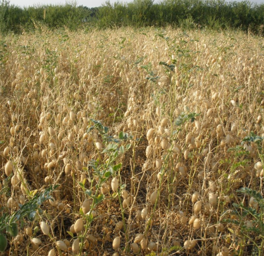 Sultan Agro Impeks