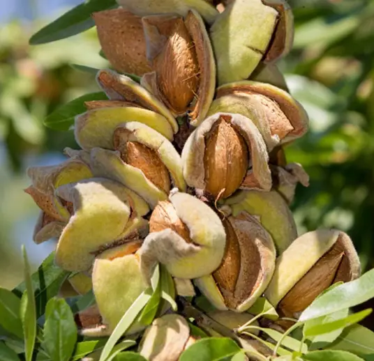 Sultan Agro Impeks