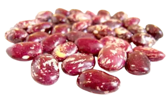 Sultan Agro Impeks
