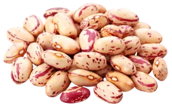 Sultan Agro Impeks